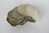 Title: Lichen Artist: Lucy Gray Medium: pigmented jesmonite Size: H 17 x W 28 x D 20 cm (from the top)