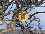 Gold disk in tangled branches.