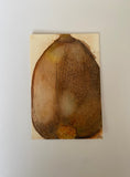 Stylised painting on paper of an acorn.