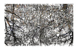 Patricia Paolozzi Cain's 'When You Are Falling, Dive' is a diptych composed of two drawings of reed filled pond reflecting a canopy of trees. The colours are black and white with a hint of ochre. 