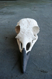 Bird Skull by Harumi Foster