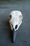 Bird Skull by Harumi Foster